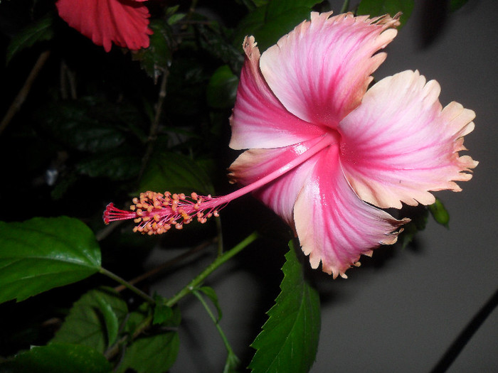hibiscus Hawaian Salmon