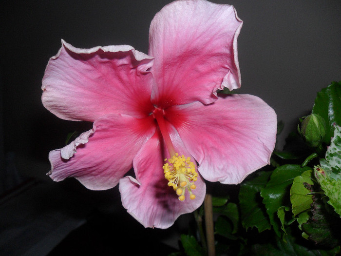 Hibiscus Bali