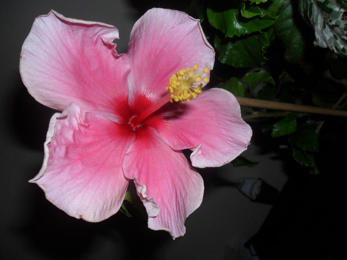 Hibiscus Bali