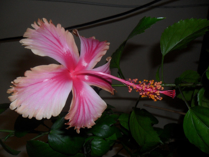 Hibiscus Hawaian Salmon