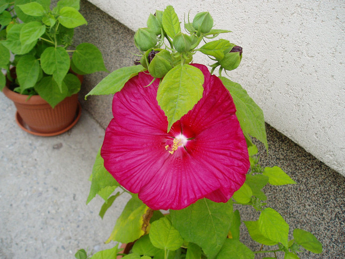 P1010183 - HIBISCUS MOSCHEUTOS