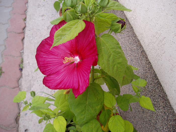 P1010184 - HIBISCUS MOSCHEUTOS