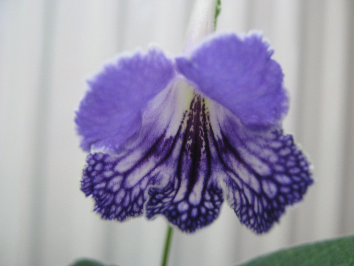  - streptocarpus Geronimo