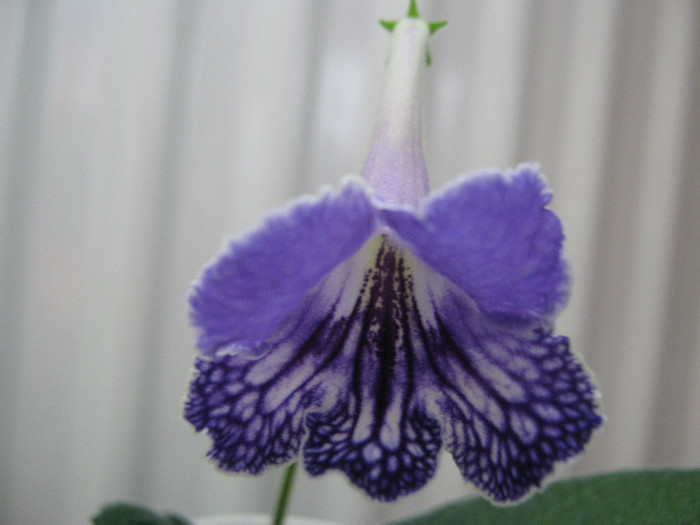  - streptocarpus Geronimo