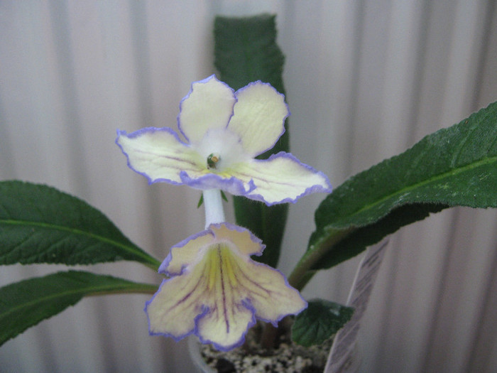  - streptocarpus Seren