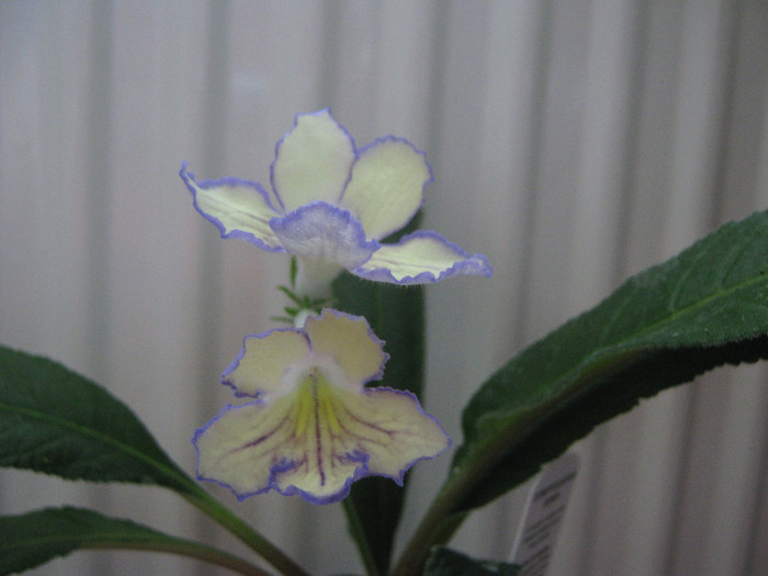  - streptocarpus Seren