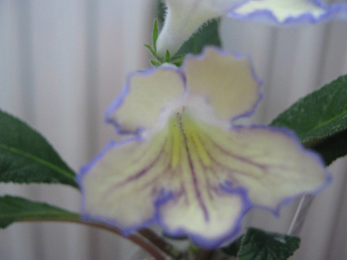  - streptocarpus Seren