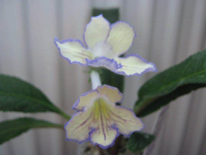  - streptocarpus Seren