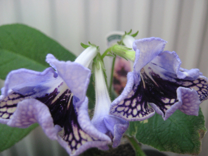  - streptocarpus Harlequin Lace