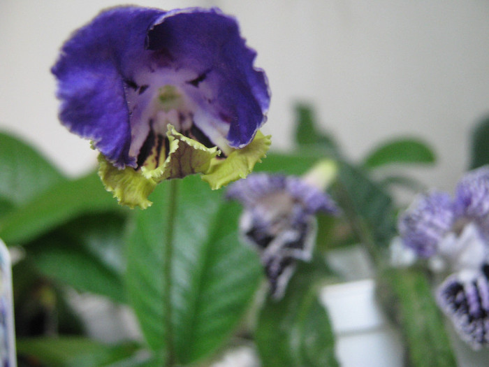  - streptocarpus Harlequin Delft