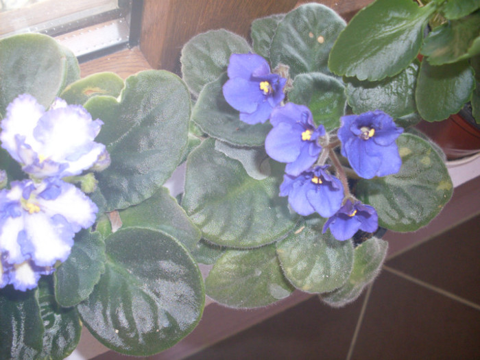 vio mov6 - violete 2011 si 2012