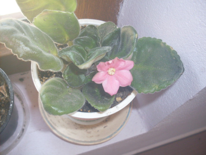 vio utomlennoe solance - violete 2011 si 2012