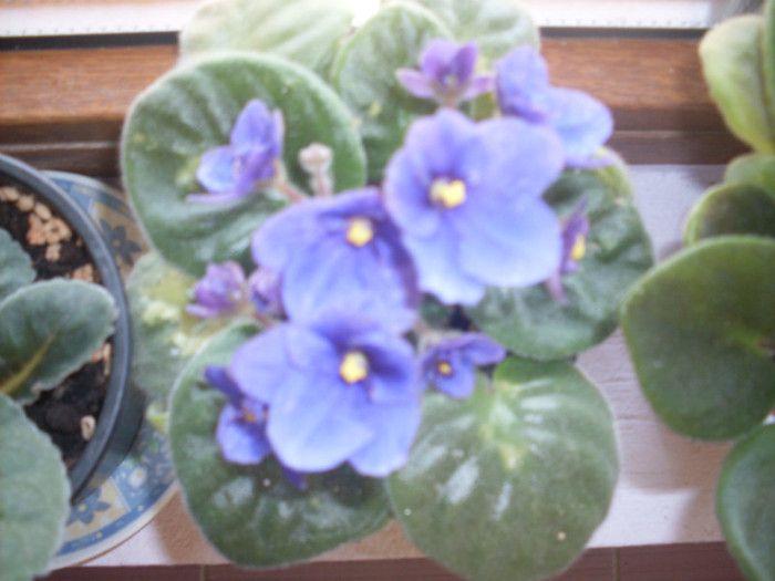 vio mov2 - violete 2011 si 2012