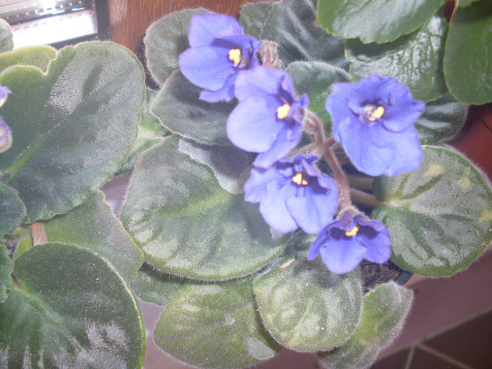 vio mov6 (1) - violete 2011 si 2012