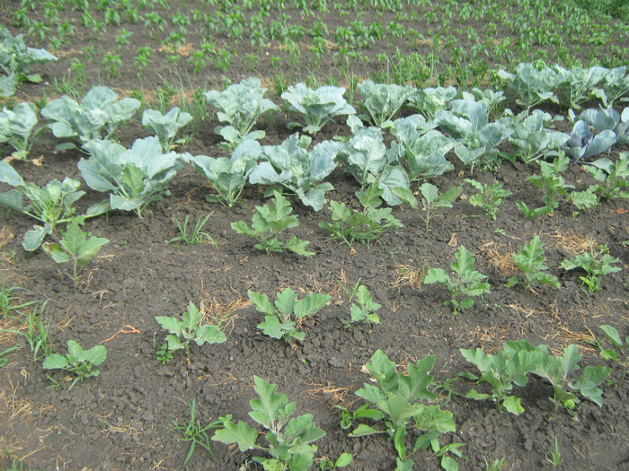 IMG_1587 - gradina de legume 24-06-2012
