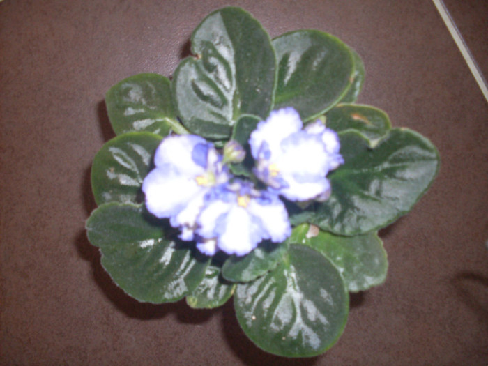 vio ocean side2 - violete 2011 si 2012