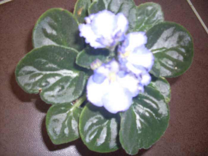 vio ocean side3 - violete 2011 si 2012