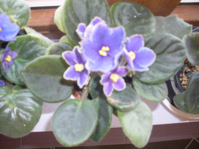 vio mov3 - violete 2011 si 2012