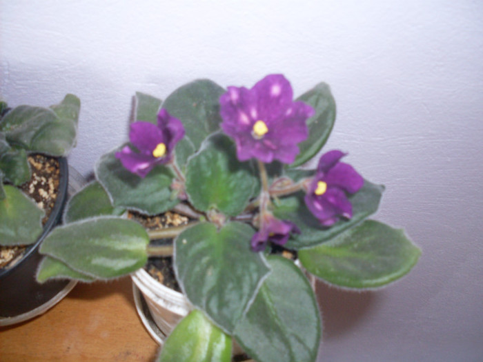vio phobos5 - violete 2011 si 2012