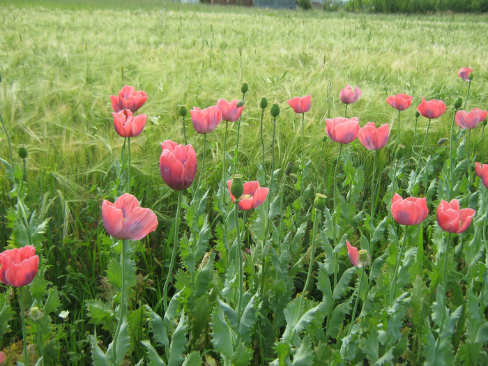 IMG_1570 - gradina de legume 24-06-2012