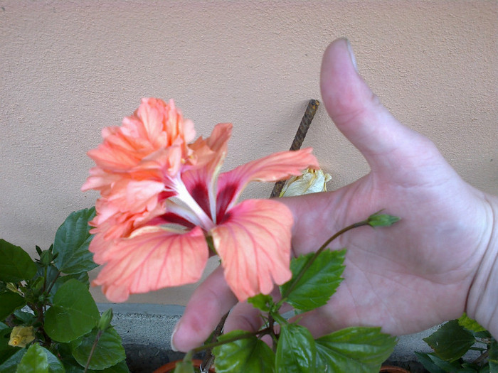 el capitolio orange - hibiscus