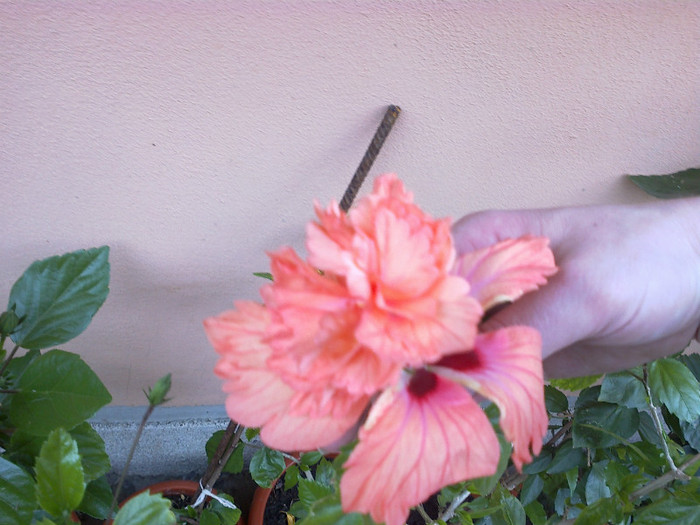 el capitolio orange - hibiscus