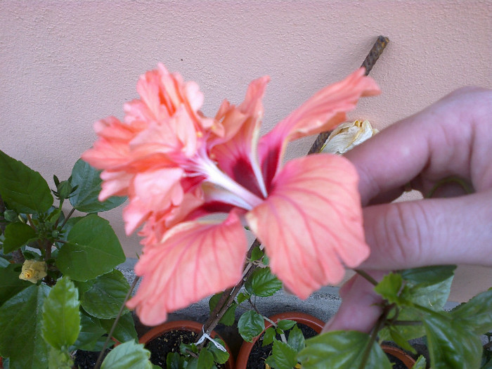 el capitolio orange - hibiscus