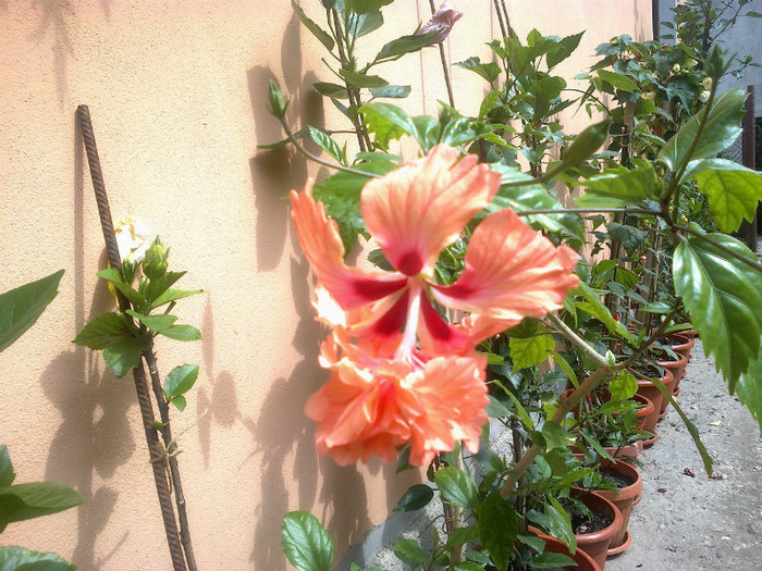 el capitolio orange - hibiscus