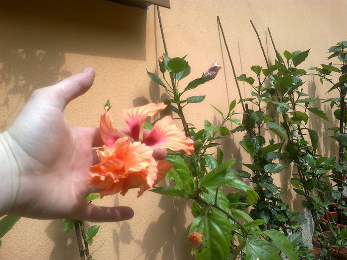 el capitolio orange - hibiscus