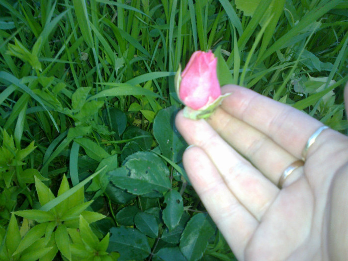 14062012815 - gradina