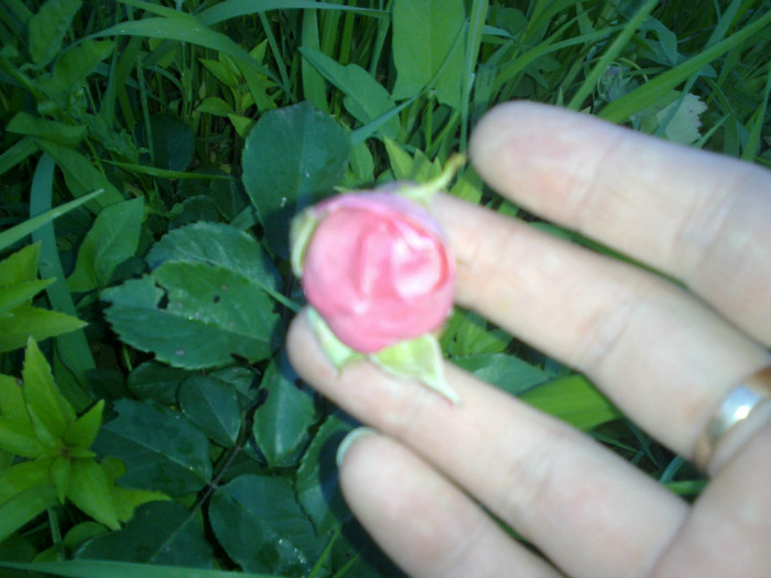 14062012816 - gradina