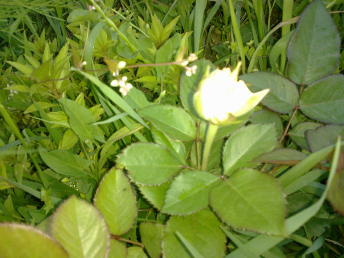 14062012818 - gradina