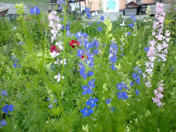 14062012821 - gradina