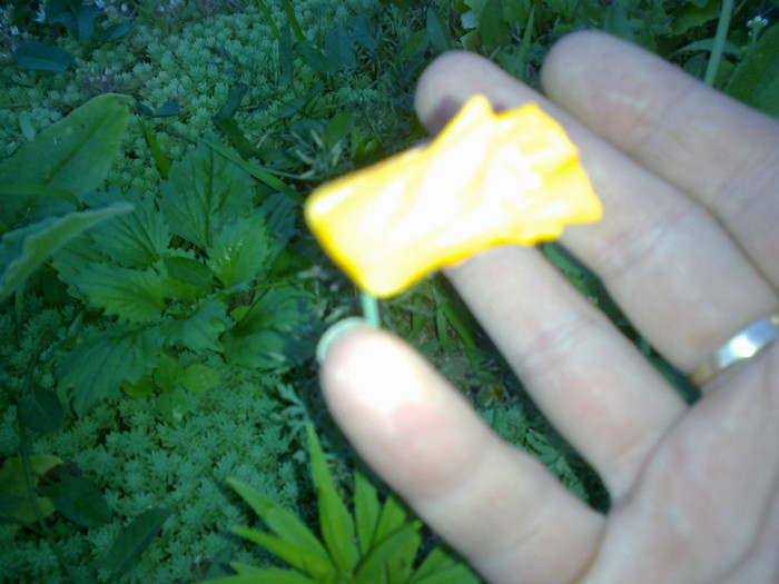 14062012824 - gradina