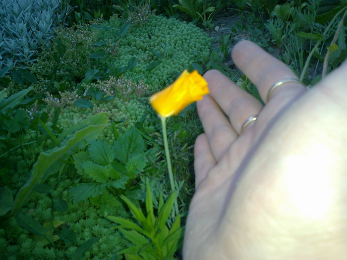 14062012825 - gradina