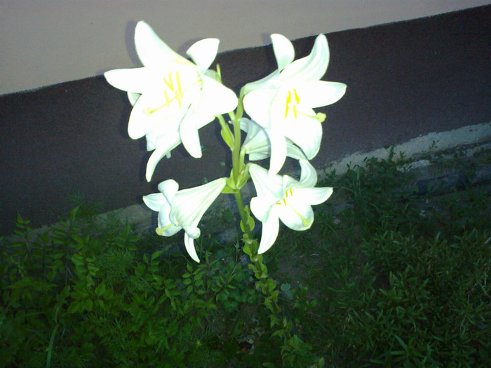 14062012827 - gradina