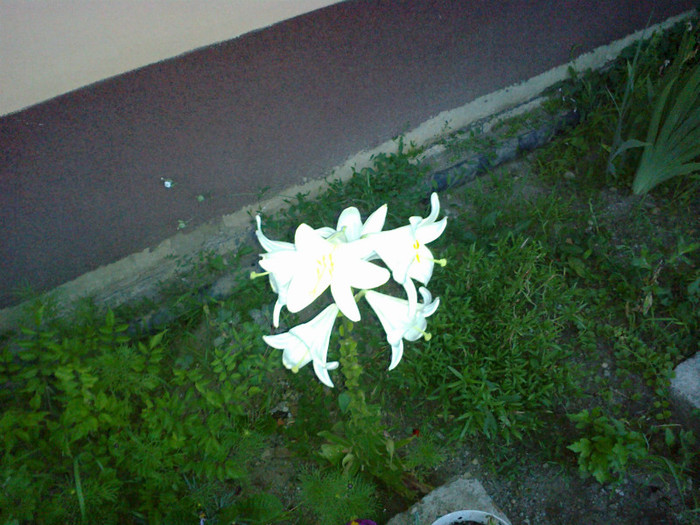 14062012828 - gradina