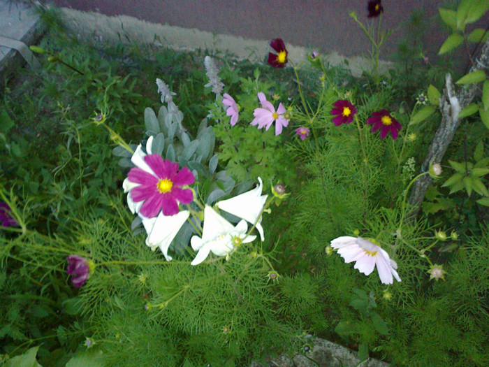 14062012829 - gradina