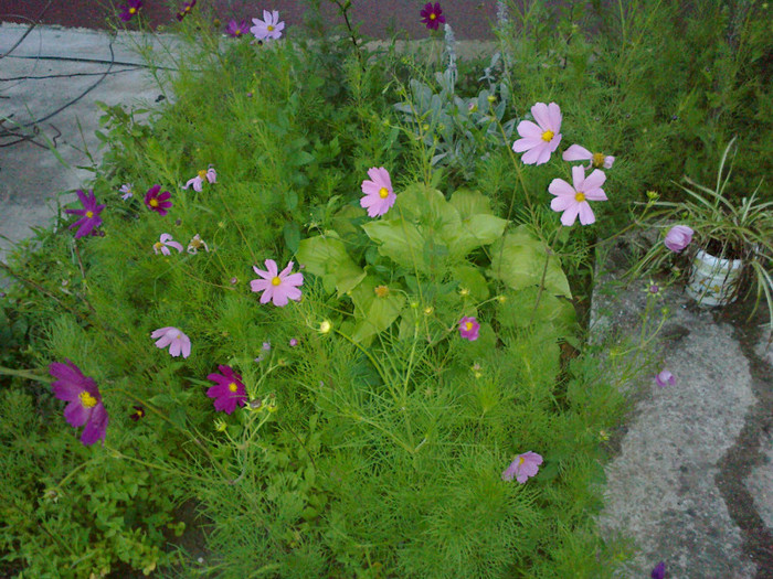 14062012832 - gradina