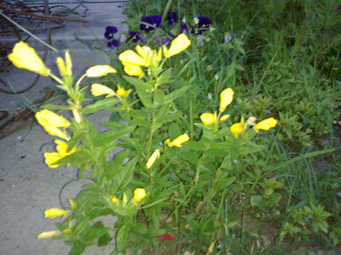 14062012833 - gradina