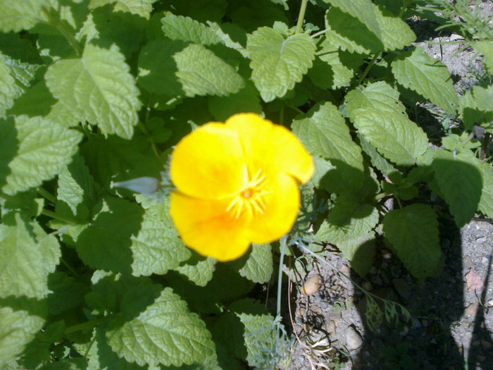 16062012842 - gradina