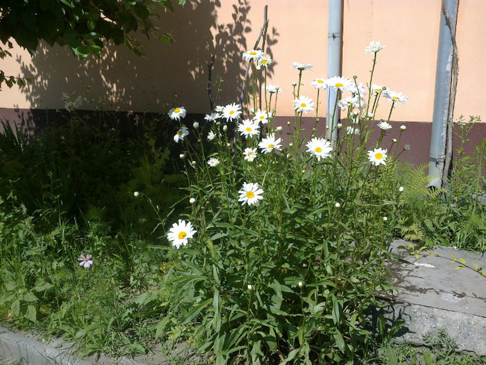 16062012846 - gradina