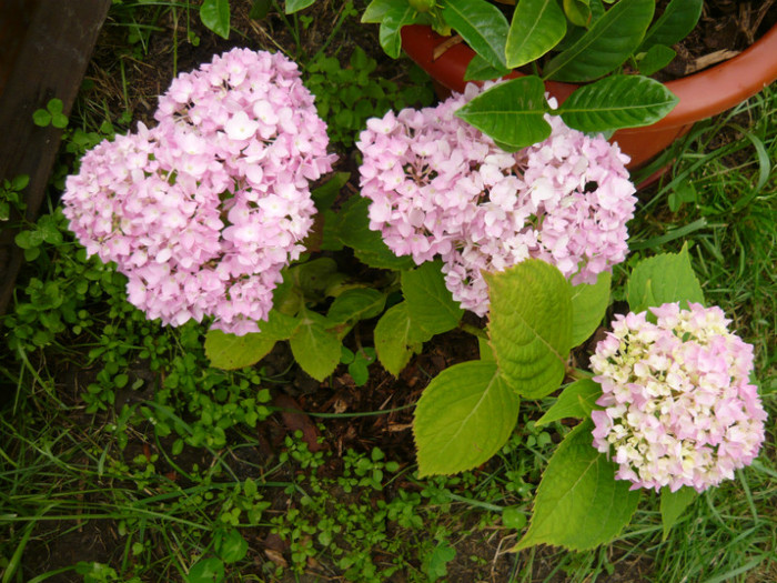 010 - hortensia