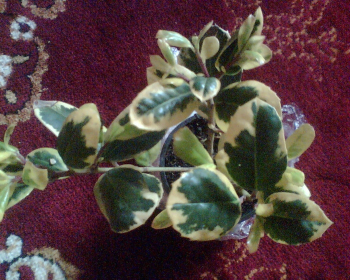 Imag004 - Flori de la Dianadia