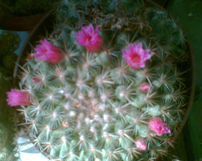 Imag026 - cactusi infloriti