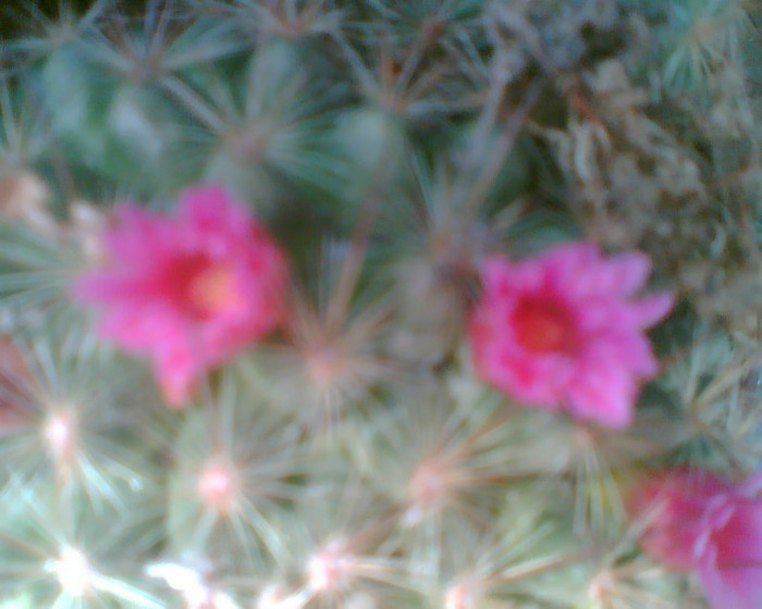 Imag027 - cactusi infloriti