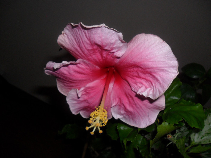 Hibiscus Bali