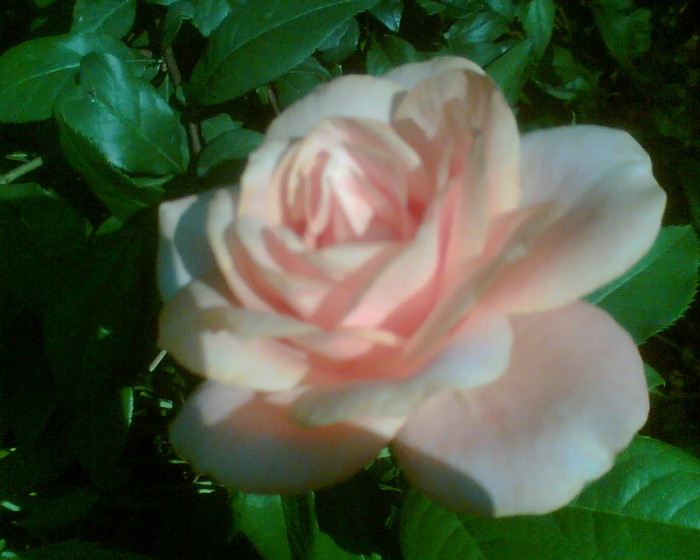 Imag047 - Trandafirii mei 2012