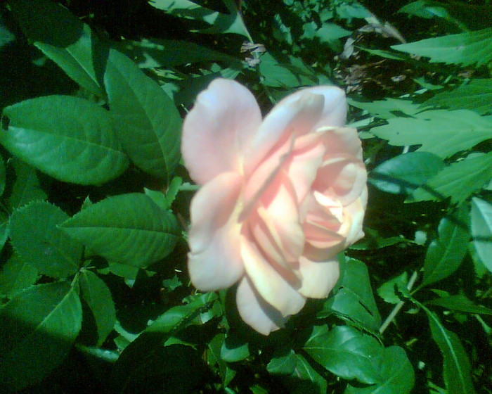 Imag048 - Trandafirii mei 2012