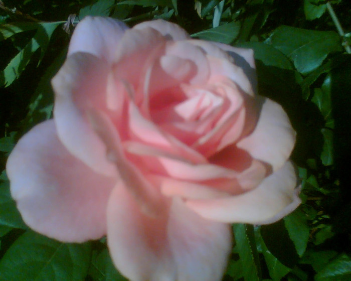 Imag050 - Trandafirii mei 2012